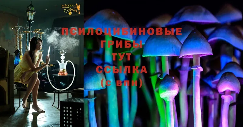 закладка  Северск  hydra как войти  Галлюциногенные грибы MAGIC MUSHROOMS 